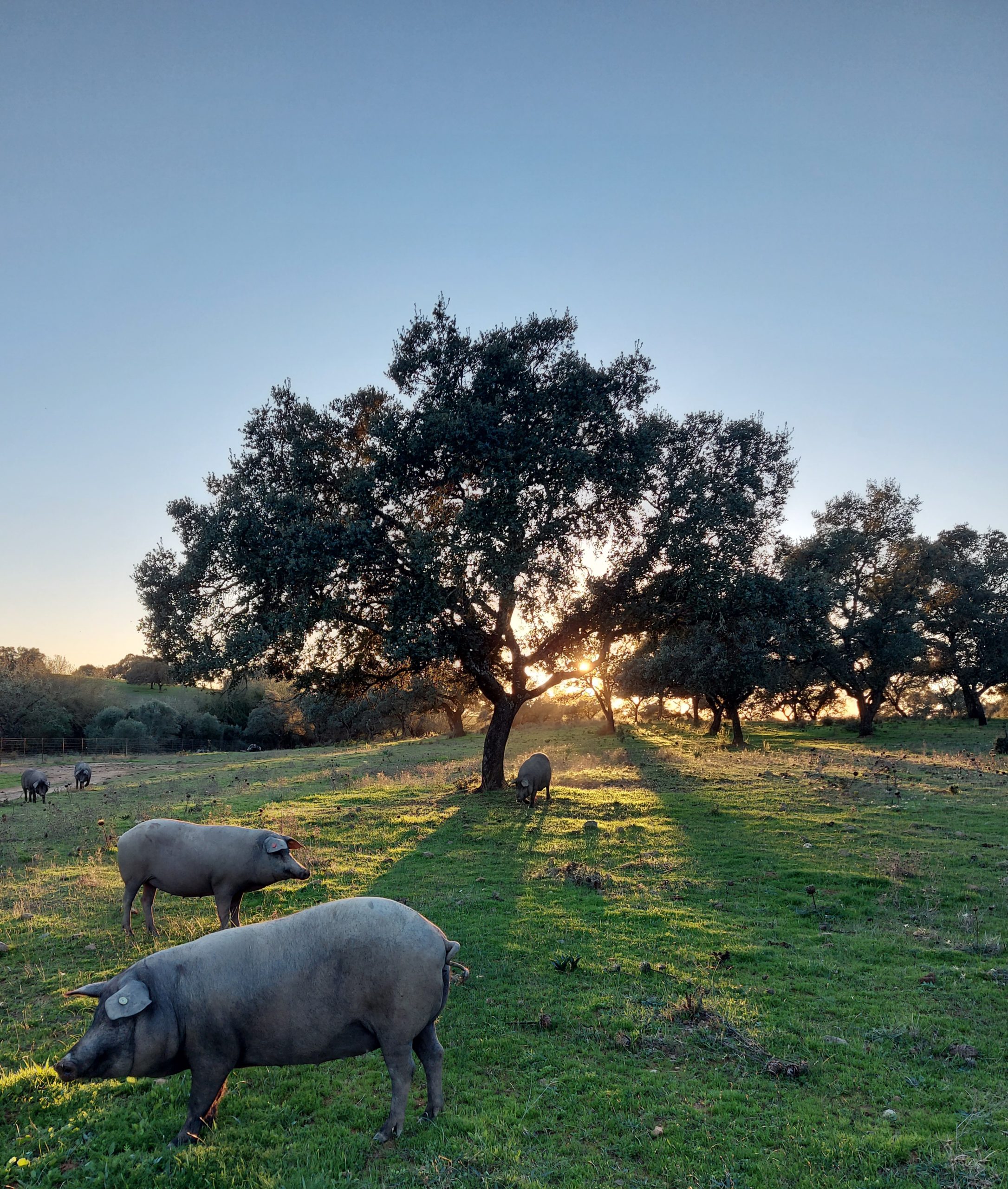 Por qué comprar jamón directamente al productor en Huelva